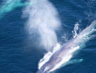 Certaines baleines ont besoin de deux à trois plus de nourriture que ce que l'on pensait. // Source : NOAA Certaines baleines ont besoin de deux à trois plus de nourriture que ce que l'on pensait. // Source : NOAA