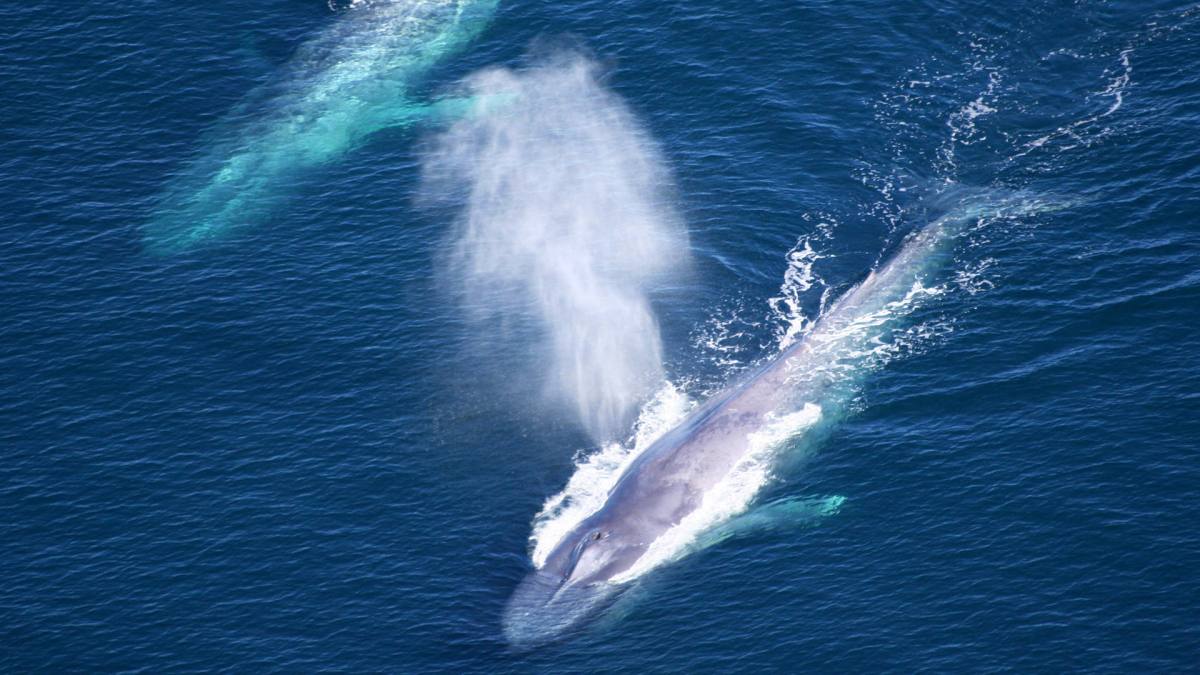 Certaines baleines ont besoin de deux à trois plus de nourriture que ce que l'on pensait. // Source : NOAA Certaines baleines ont besoin de deux à trois plus de nourriture que ce que l'on pensait. // Source : NOAA