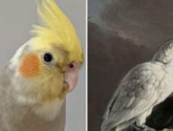 Google perroquet perruche oiseau