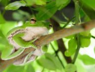 Une grenouille. // Source : Pixabay (photo recadrée)