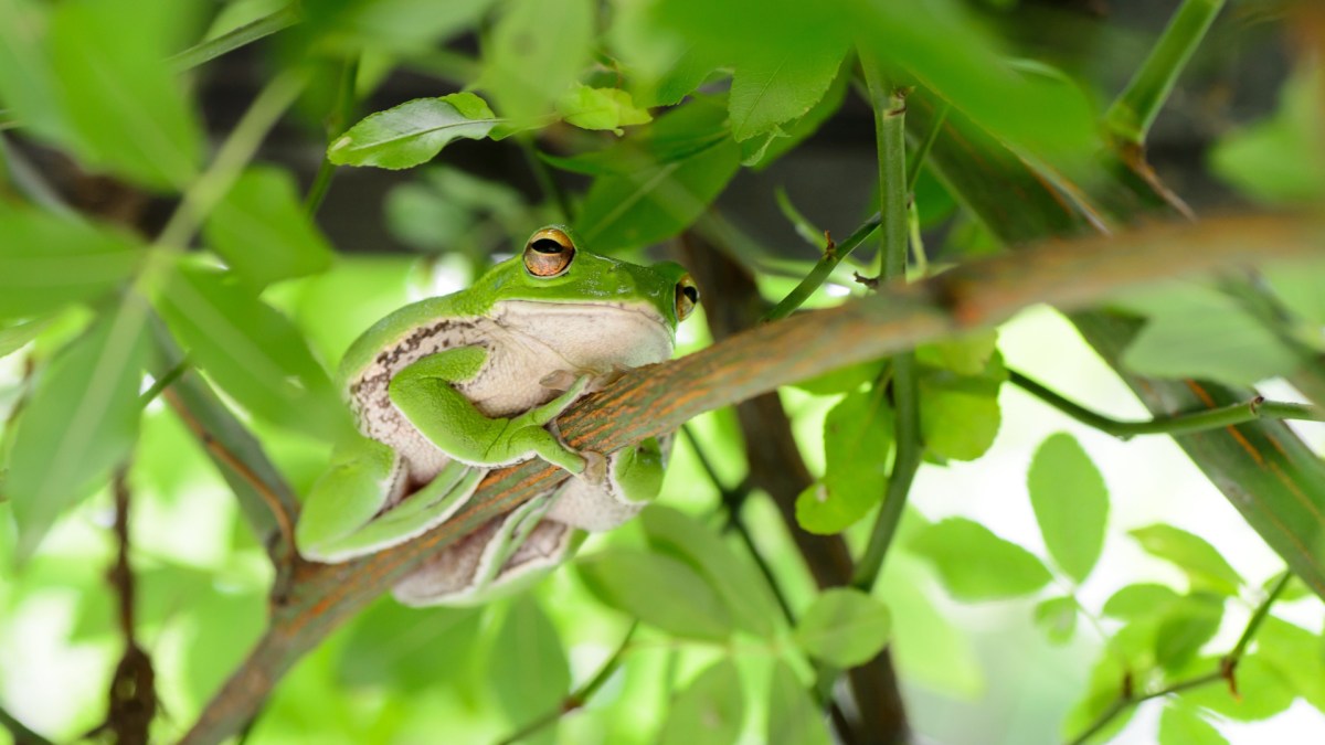 Une grenouille. // Source : Pixabay (photo recadrée) Une grenouille. // Source : Pixabay (photo recadrée)
