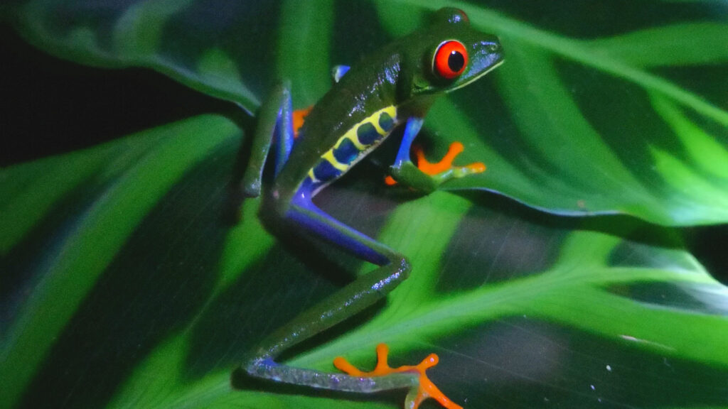 Une grenouille. // Source : Pexels/Lexo Salazar (photo recadrée) Une grenouille. // Source : Pexels/Lexo Salazar (photo recadrée)