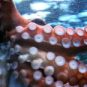 Les tentacules d'un poulpe. // Source : Pixabay Les tentacules d'un poulpe. // Source : Pixabay
