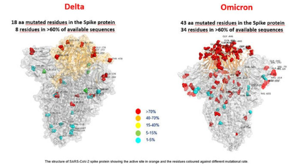 Cette modélisation montre l'ampleur des mutations, chez le variant Delta et le variant Omicron // Source : Hôpital Bambino Gesu Cette modélisation montre l'ampleur des mutations, chez le variant Delta et le variant Omicron // Source : Hôpital Bambino Gesu