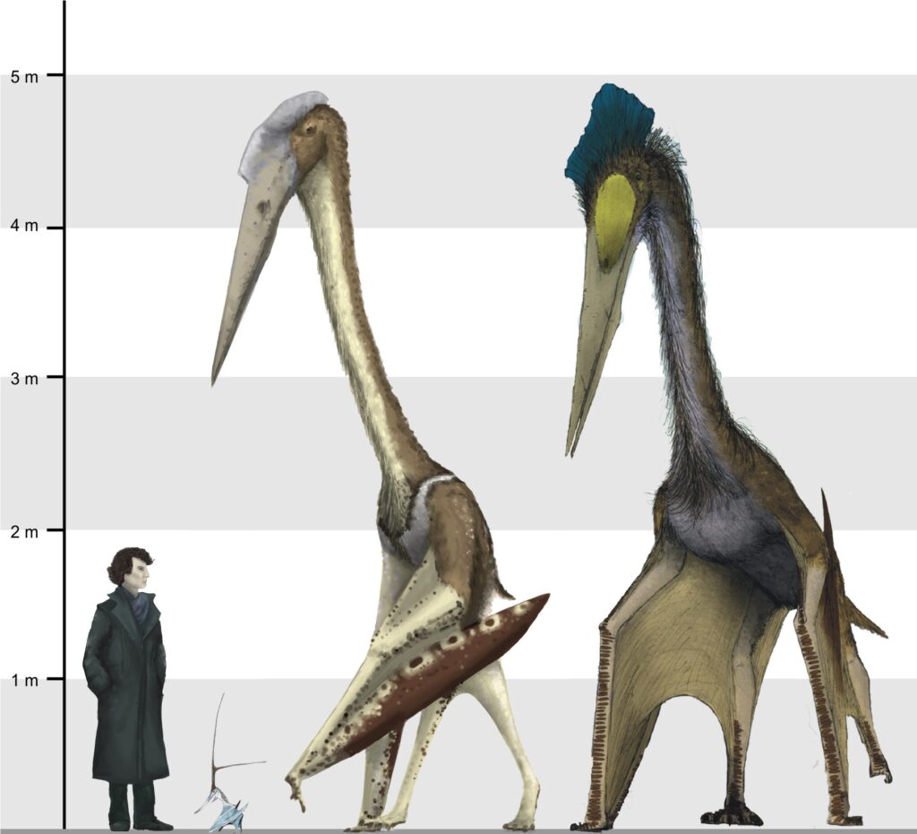 Comparaison d'échelle entre un humain et trois espèces de ptérosaures : Arambourgiania, Nyctosaurus, et enfin, le fameux Quetzalcoatlus. // Source : Mark Witton & al. (2008) / Creative Commons 3.0 Comparaison d'échelle entre un humain et trois espèces de ptérosaures : Arambourgiania, Nyctosaurus, et enfin, le fameux Quetzalcoatlus. // Source : Mark Witton & al. (2008) / Creative Commons 3.0