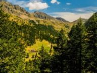 Des arbres // Source : Pexels