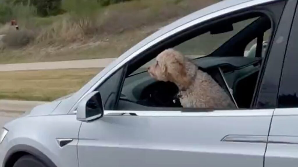 Chien dans une Tesla qui roule seule // Source : Electrek Chien dans une Tesla qui roule seule // Source : Electrek