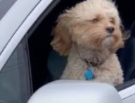 Chien dans une Tesla qui roule seule // Source : Electrek Chien dans une Tesla qui roule seule // Source : Electrek