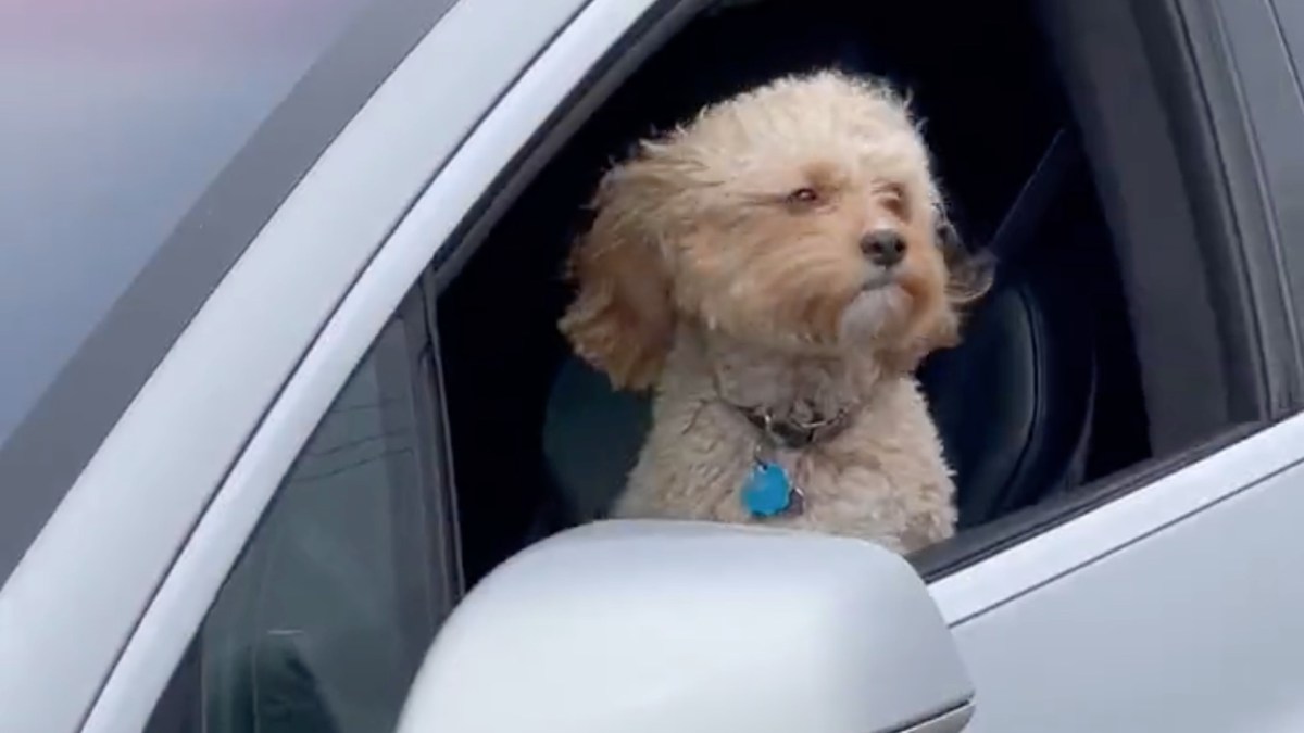 Chien dans une Tesla qui roule seule // Source : Electrek Chien dans une Tesla qui roule seule // Source : Electrek
