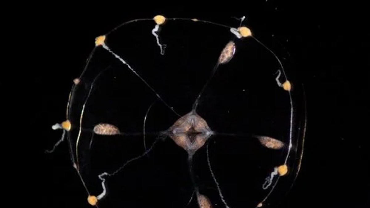 Image d'une méduse. // Source : Cell, 2021 Image d'une méduse. // Source : Cell, 2021