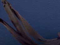 Ces méduses géantes sont difficiles à observer // Source : MBARI