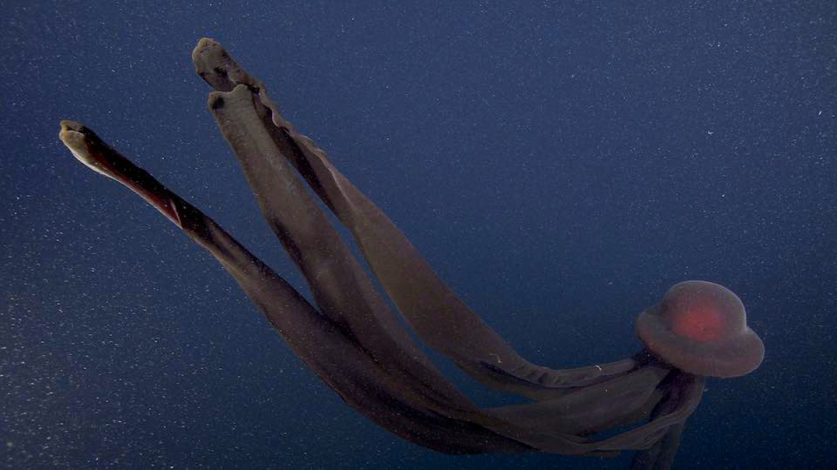 Ces méduses géantes sont difficiles à observer // Source : MBARI Ces méduses géantes sont difficiles à observer // Source : MBARI