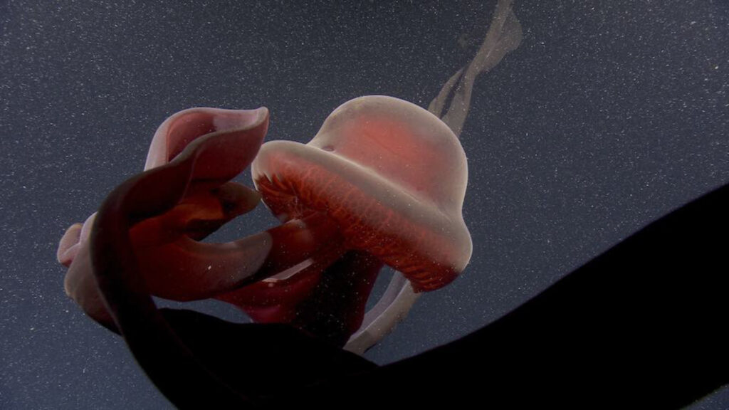 Les bras de Stygiomedusa gigantea peuvent faire 10 mètres de long // Source : MBARI Les bras de Stygiomedusa gigantea peuvent faire 10 mètres de long // Source : MBARI