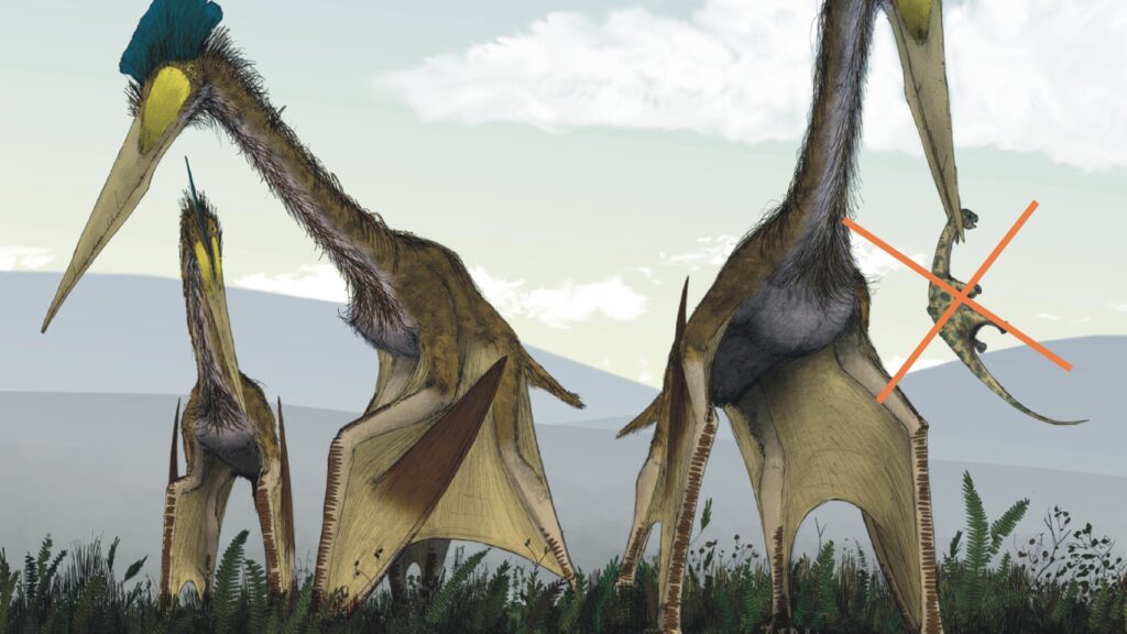 Illustration du Quetzalcoatlus, en l'occurrence datée, car on sait maintenant qu'ils ne mangeaient pas ce type de proie. // Source : Mark Witton and Darren Naish (creative commons 3.0) Illustration du Quetzalcoatlus, en l'occurrence datée, car on sait maintenant qu'ils ne mangeaient pas ce type de proie. // Source : Mark Witton and Darren Naish (creative commons 3.0)