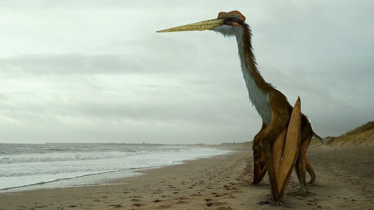 Quetzalcoatlus // Source : Johnson Mortimer / Creative Commons 3.0 Quetzalcoatlus // Source : Johnson Mortimer / Creative Commons 3.0