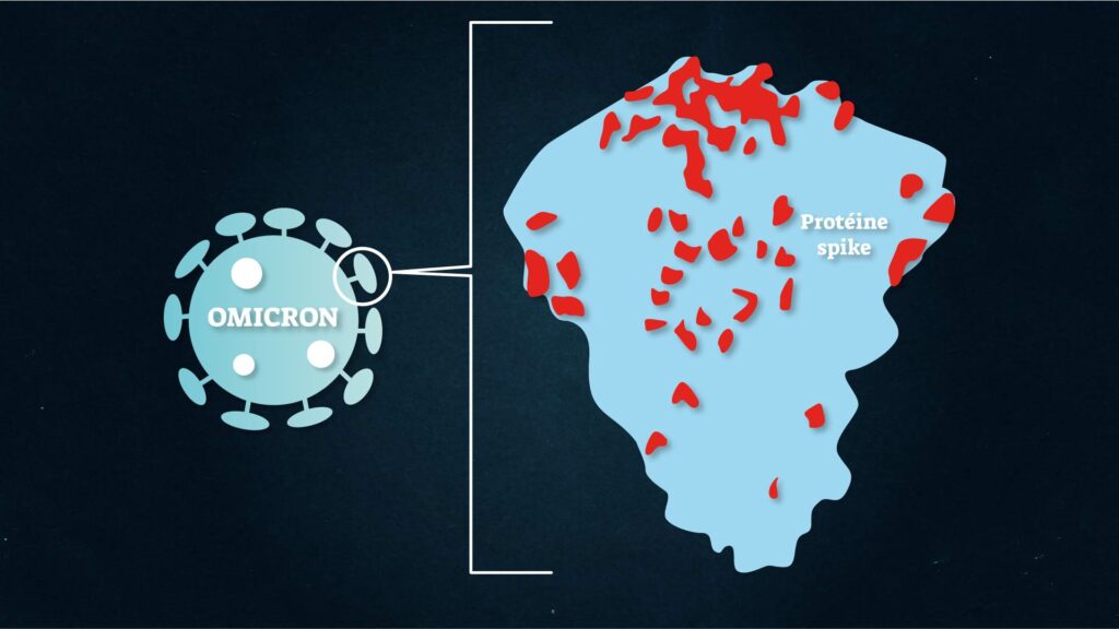 La protéine Spike du coronavirus contient un grand nombre de mutations (illustrées ici par les points rouges). // Source : Nino Barbey pour Numerama La protéine Spike du coronavirus contient un grand nombre de mutations (illustrées ici par les points rouges). // Source : Nino Barbey pour Numerama