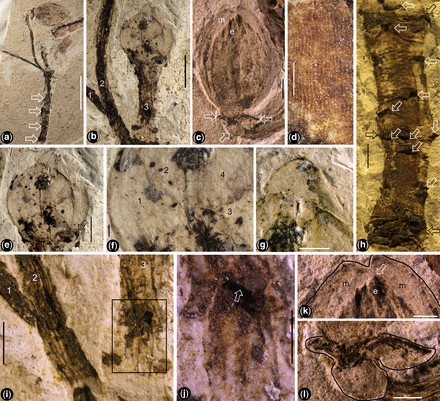 Fossile d'un potentiel angiosperme daté d'il y a 174 millions d'années. // Source : Geological Society Publications / Da-Fang Cui & al. Fossile d'un potentiel angiosperme daté d'il y a 174 millions d'années. // Source : Geological Society Publications / Da-Fang Cui & al.
