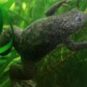 African clawed frog // Source : Pouzin Olivier // Creative Commons African clawed frog // Source : Pouzin Olivier // Creative Commons