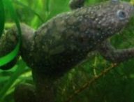 African clawed frog // Source : Pouzin Olivier // Creative Commons African clawed frog // Source : Pouzin Olivier // Creative Commons