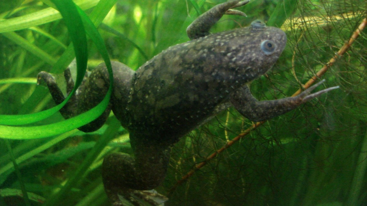 African clawed frog // Source : Pouzin Olivier // Creative Commons African clawed frog // Source : Pouzin Olivier // Creative Commons