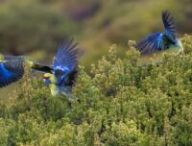 Voici des oiseaux. // Source : Pixabay