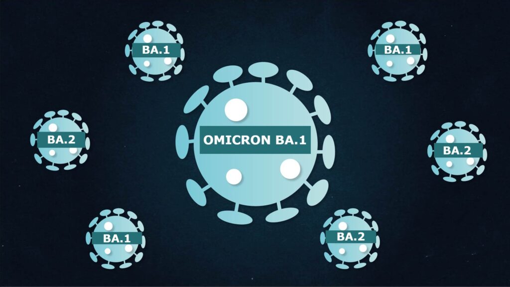 Les lignées BA.1 et BA.2 du variant Omicron cohabitent. // Source : Numerama Les lignées BA.1 et BA.2 du variant Omicron cohabitent. // Source : Numerama