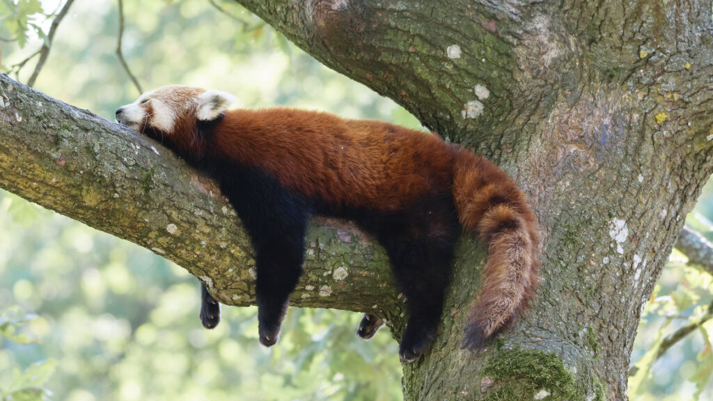 panda roux firefox panda roux firefox