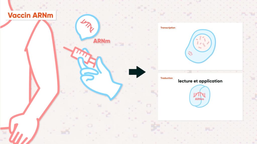 Le vaccin ARNm livre une « recette » aux cellules. // Source : Numerama Le vaccin ARNm livre une « recette » aux cellules. // Source : Numerama