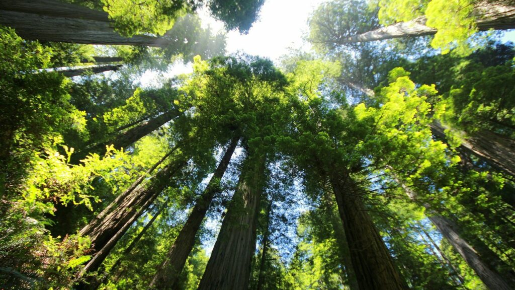Canopée // Source : Pixabay Canopée // Source : Pixabay
