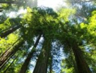 Canopée // Source : Pixabay Canopée // Source : Pixabay