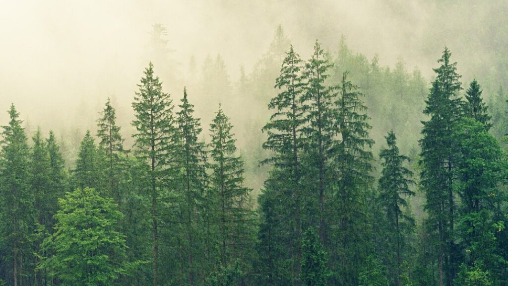 Il reste tant d'espèces d'arbres à découvrir. // Source : Pixabay Il reste tant d'espèces d'arbres à découvrir. // Source : Pixabay