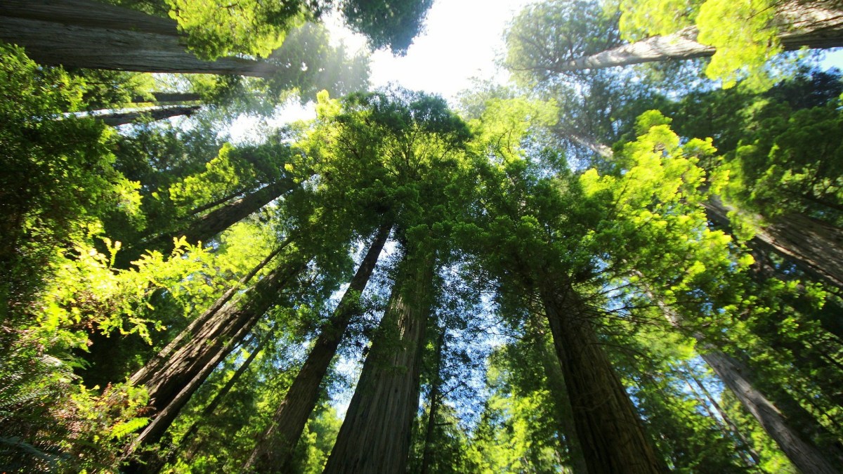 Canopée // Source : Pixabay Canopée // Source : Pixabay