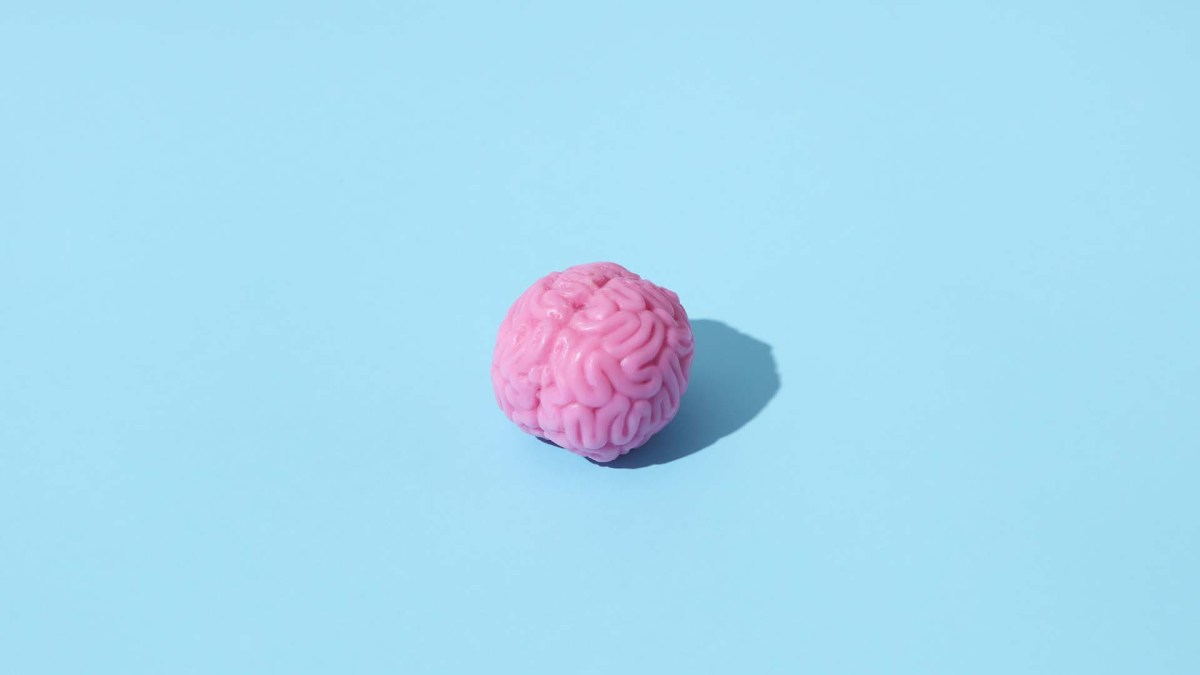 Piti cerveau. // Source : DS stories/Pexels Piti cerveau. // Source : DS stories/Pexels