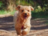 Un chien ! // Source : Pixabay Un chien ! // Source : Pixabay