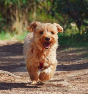 Un chien ! // Source : Pixabay Un chien ! // Source : Pixabay