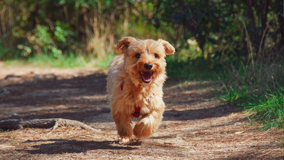 Un chien ! // Source : Pixabay Un chien ! // Source : Pixabay
