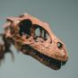 Squelette de dinosaure. // Source : Pexels/Jonathan Cooper (photo recadrée)