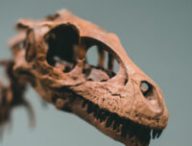 Squelette de dinosaure. // Source : Pexels/Jonathan Cooper (photo recadrée)