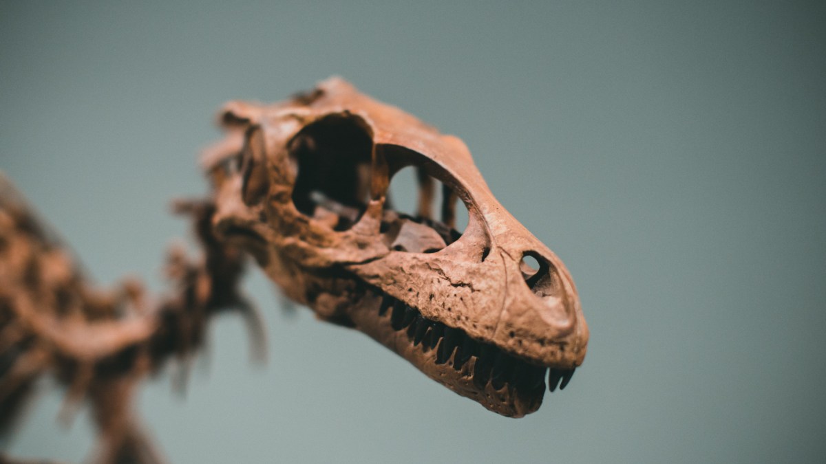 Squelette de dinosaure. // Source : Pexels/Jonathan Cooper (photo recadrée) Squelette de dinosaure. // Source : Pexels/Jonathan Cooper (photo recadrée)
