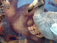 Les dodos sont une espèce disparue. // Source : Wikimédia Les dodos sont une espèce disparue. // Source : Wikimédia