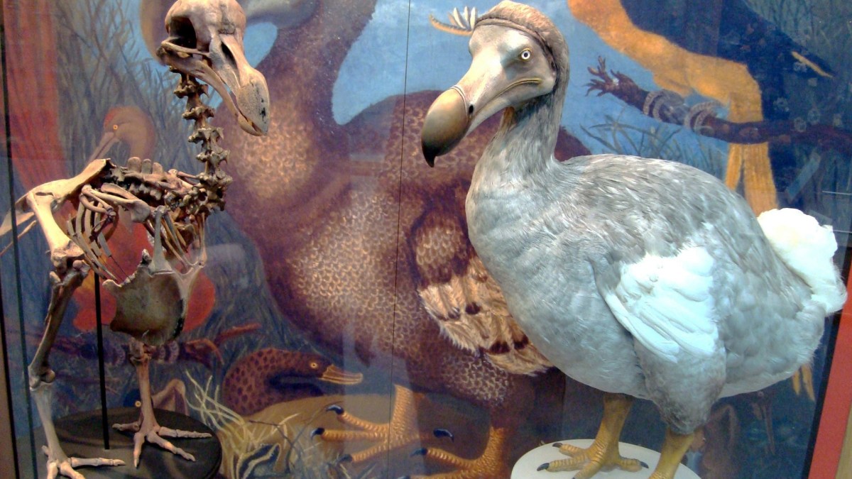 Les dodos sont une espèce disparue. // Source : Wikimédia Les dodos sont une espèce disparue. // Source : Wikimédia
