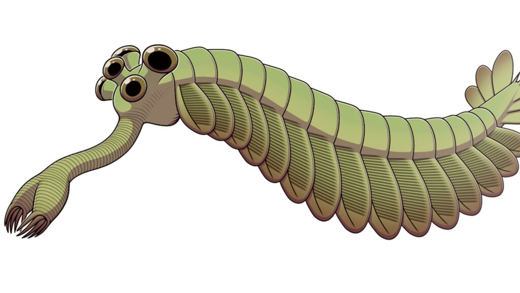 Illustration de ce à quoi pourrait ressembler l'Opabinia regalis. // Source : Junnn11/Wikimédias/illustration d'artiste Illustration de ce à quoi pourrait ressembler l'Opabinia regalis. // Source : Junnn11/Wikimédias/illustration d'artiste