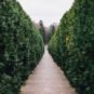 Un labyrinthe (sans Cédric Diggory) // Source : rawpixel