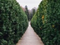 Un labyrinthe (sans Cédric Diggory) // Source : rawpixel
