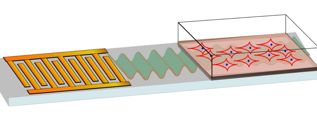 Le dispositif mis au point pour transformer les cellules souches en cellules osseuses grâce aux ondes sonores. // Source : RMIT University Le dispositif mis au point pour transformer les cellules souches en cellules osseuses grâce aux ondes sonores. // Source : RMIT University