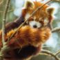 Un adorable panda roux. // Source : Pexels/Ivan Cujic (photo recadrée) Un adorable panda roux. // Source : Pexels/Ivan Cujic (photo recadrée)