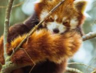 Un adorable panda roux. // Source : Pexels/Ivan Cujic (photo recadrée) Un adorable panda roux. // Source : Pexels/Ivan Cujic (photo recadrée)