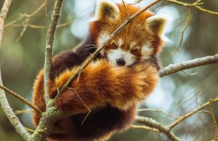 Un adorable panda roux. // Source : Pexels/Ivan Cujic (photo recadrée)