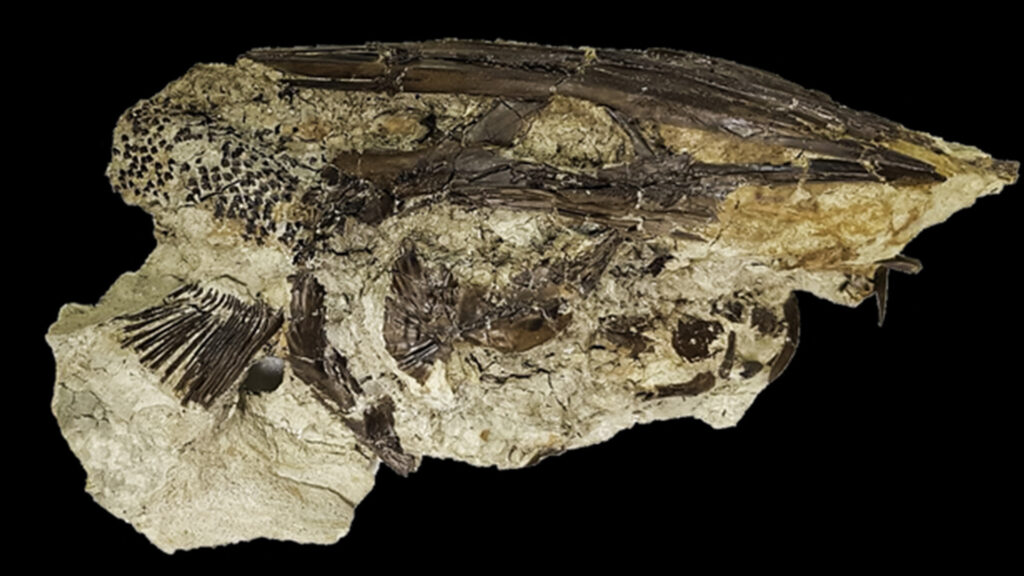 L'un des fossiles de poisson étudiés pour identifier la saison d'impact qui a provoqué l'extinction des dinosaures. L'état de conservation est excellent. // Source : During et al. L'un des fossiles de poisson étudiés pour identifier la saison d'impact qui a provoqué l'extinction des dinosaures. L'état de conservation est excellent. // Source : During et al.