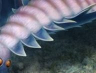 UTAURORA COMOSA // Source : ARTWORK BY F. ANTHONY